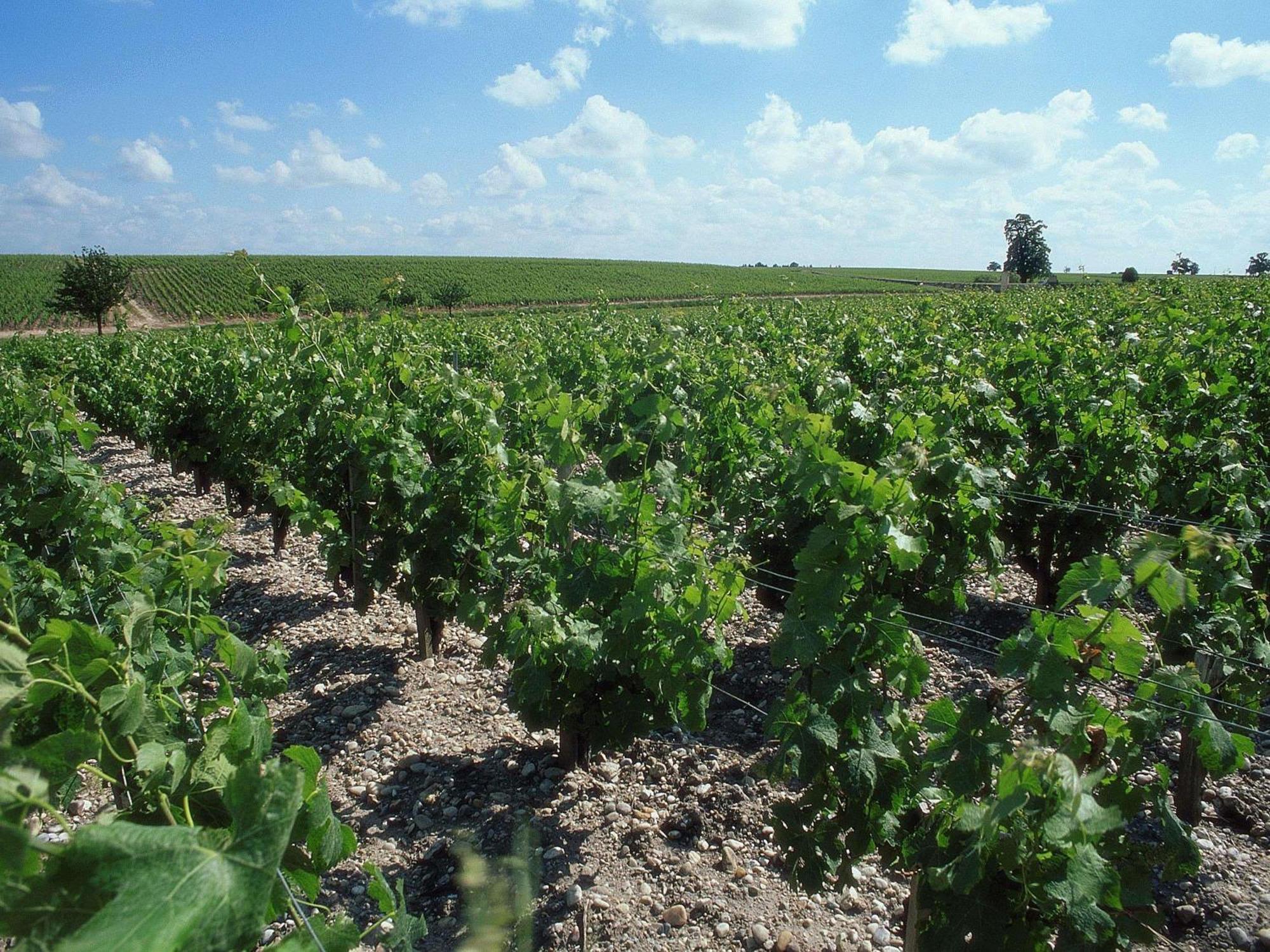 Ibis Bordeaux Route Des Vins Hotel 3*
